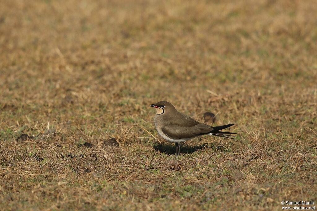 Collared Pratincoleadult