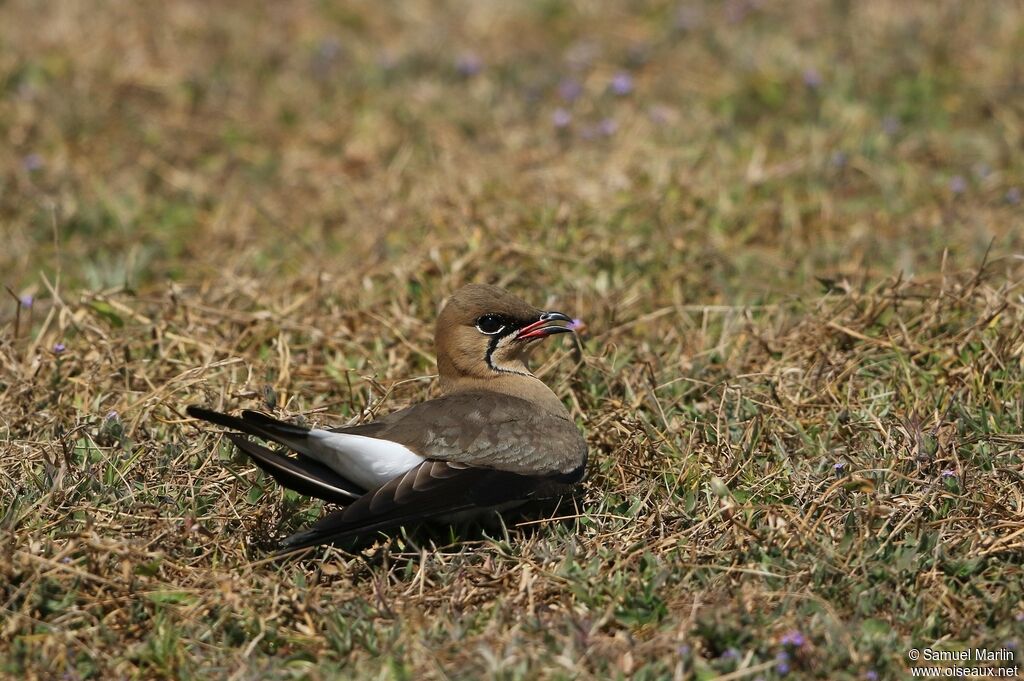 Collared Pratincole female adult, Reproduction-nesting