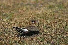 Collared Pratincole