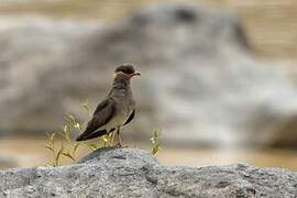 Rock Pratincole