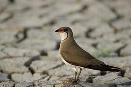 Oriental Pratincole