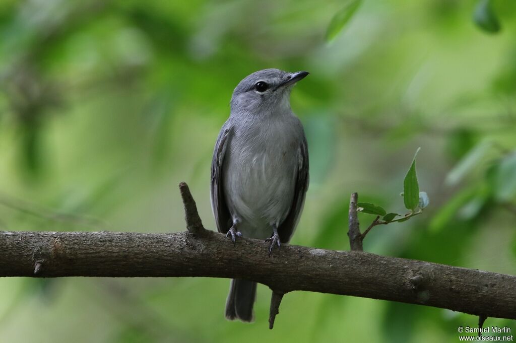 Ashy Flycatcheradult