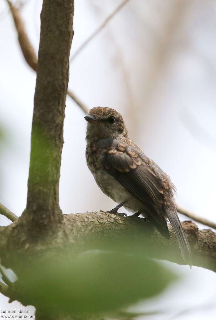 Gobemouche à lunettesjuvénile, identification