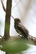 Ashy Flycatcher