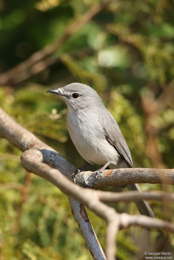 Ashy Flycatcheradult