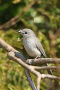 Ashy Flycatcher