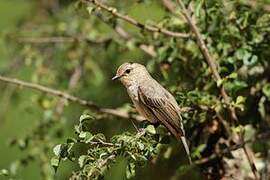 African Grey Flycatcher