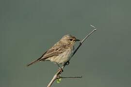 African Grey Flycatcher