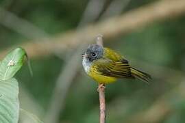 Grey-headed Canary-flycatcher