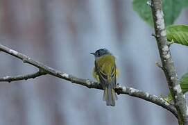 Grey-headed Canary-flycatcher