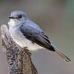 Gobemouche de Cassin