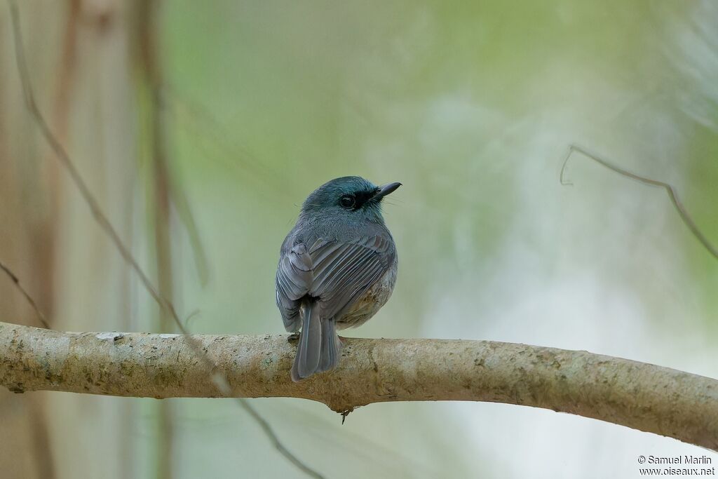 Dull-blue Flycatcheradult