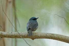 Dull-blue Flycatcher