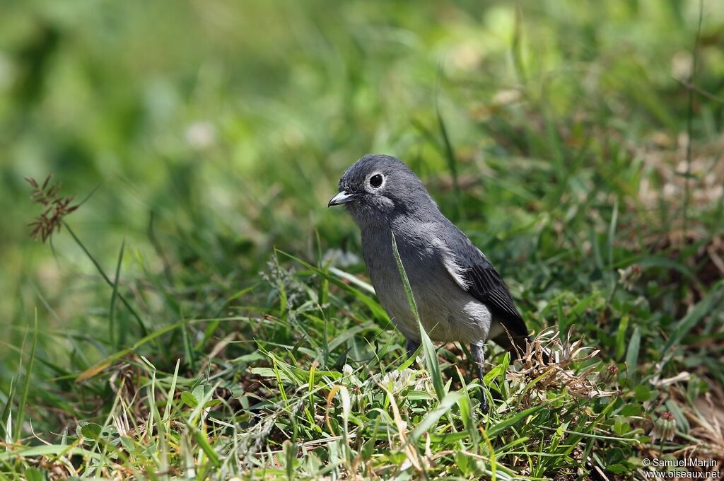 White-eyed Slaty Flycatcheradult