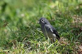 White-eyed Slaty Flycatcher