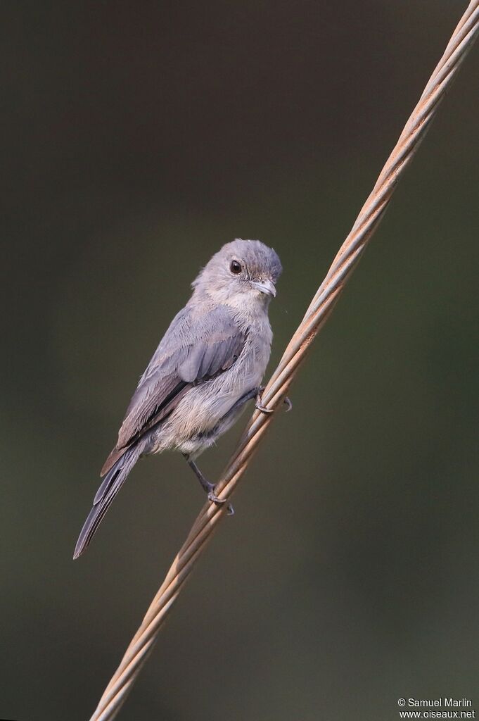 White-eyed Slaty Flycatcheradult