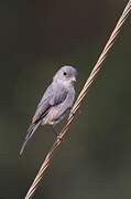 White-eyed Slaty Flycatcher