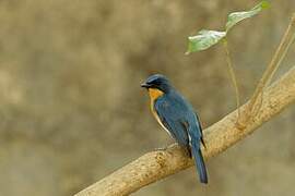 Tickell's Blue Flycatcher