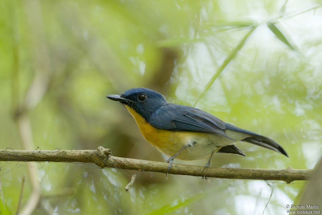 Tickell's Blue Flycatcheradult