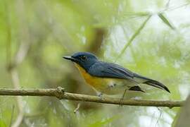 Tickell's Blue Flycatcher