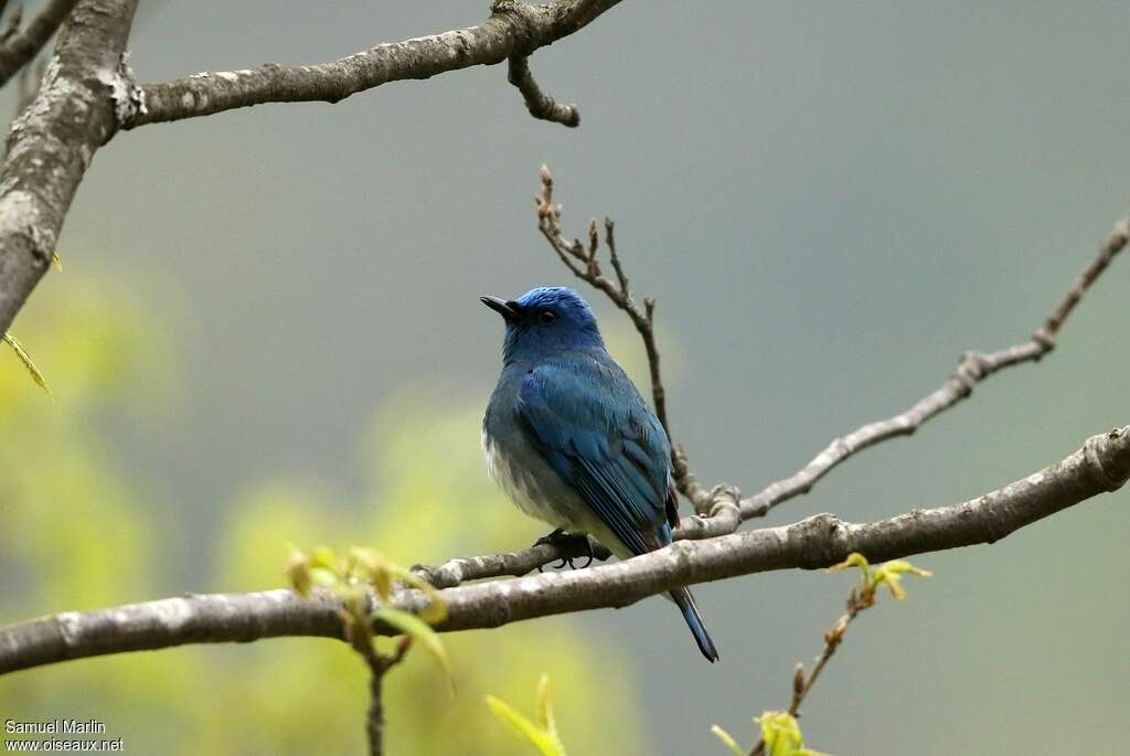 Zappey's Flycatcher male adult breeding, identification