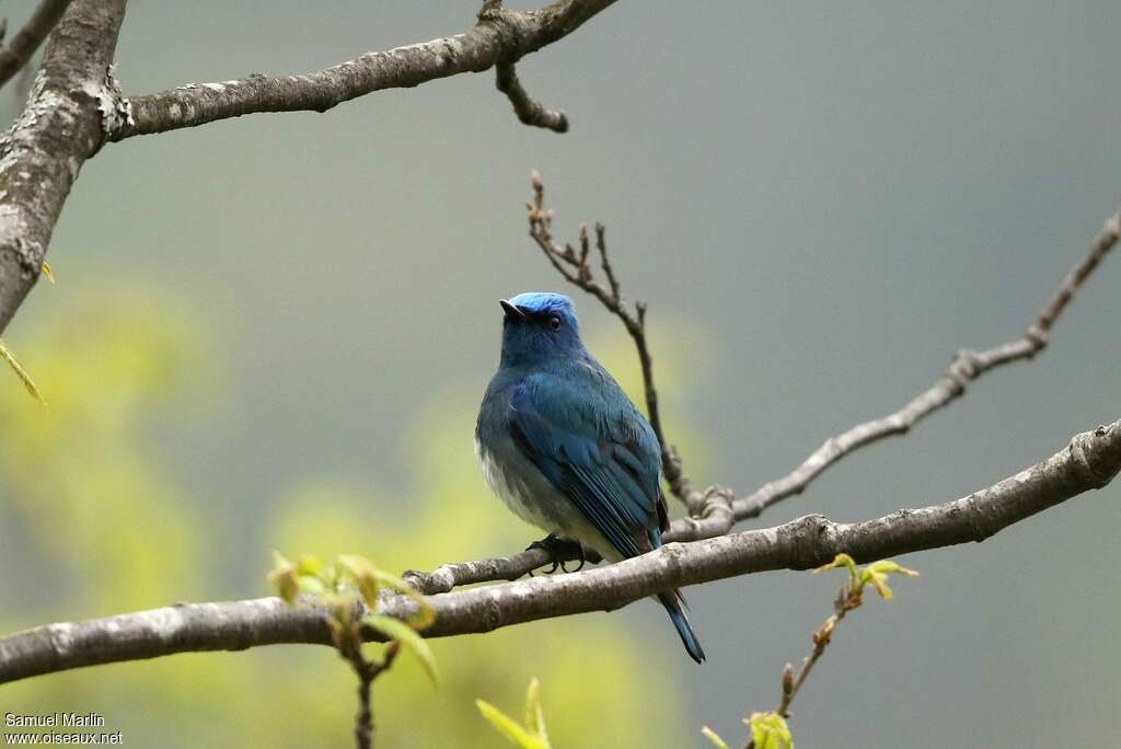 Zappey's Flycatcher male adult breeding, pigmentation