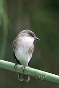 Swamp Flycatcher