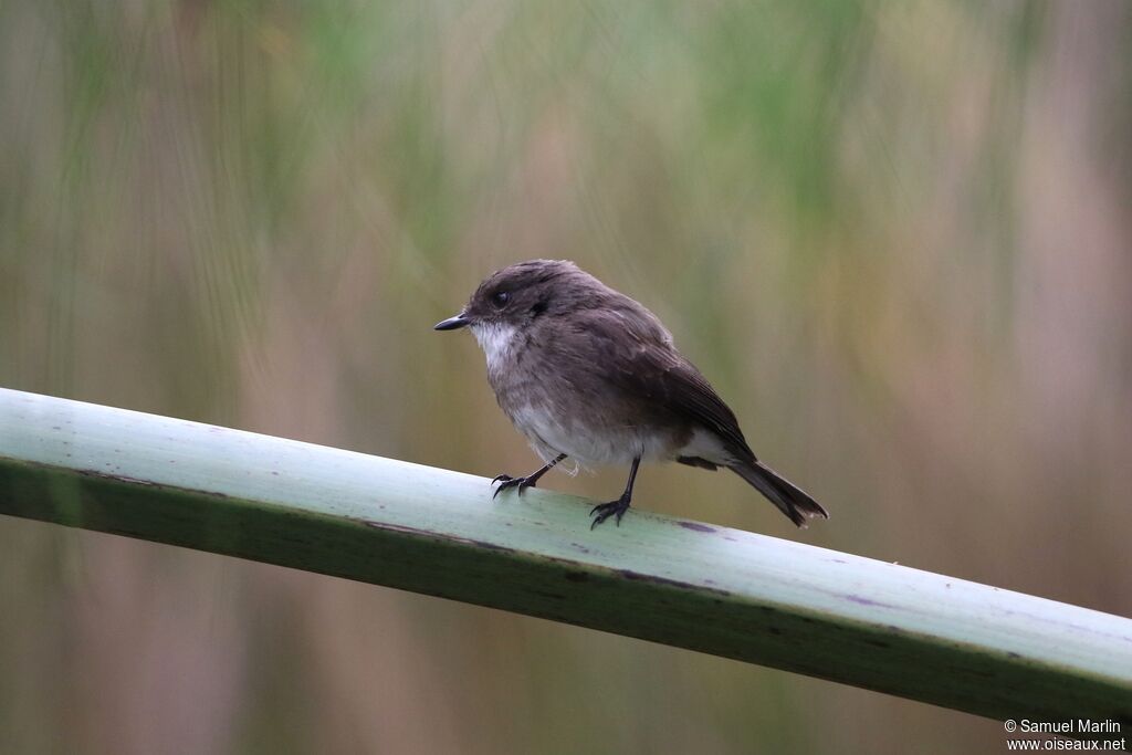 Swamp Flycatcheradult