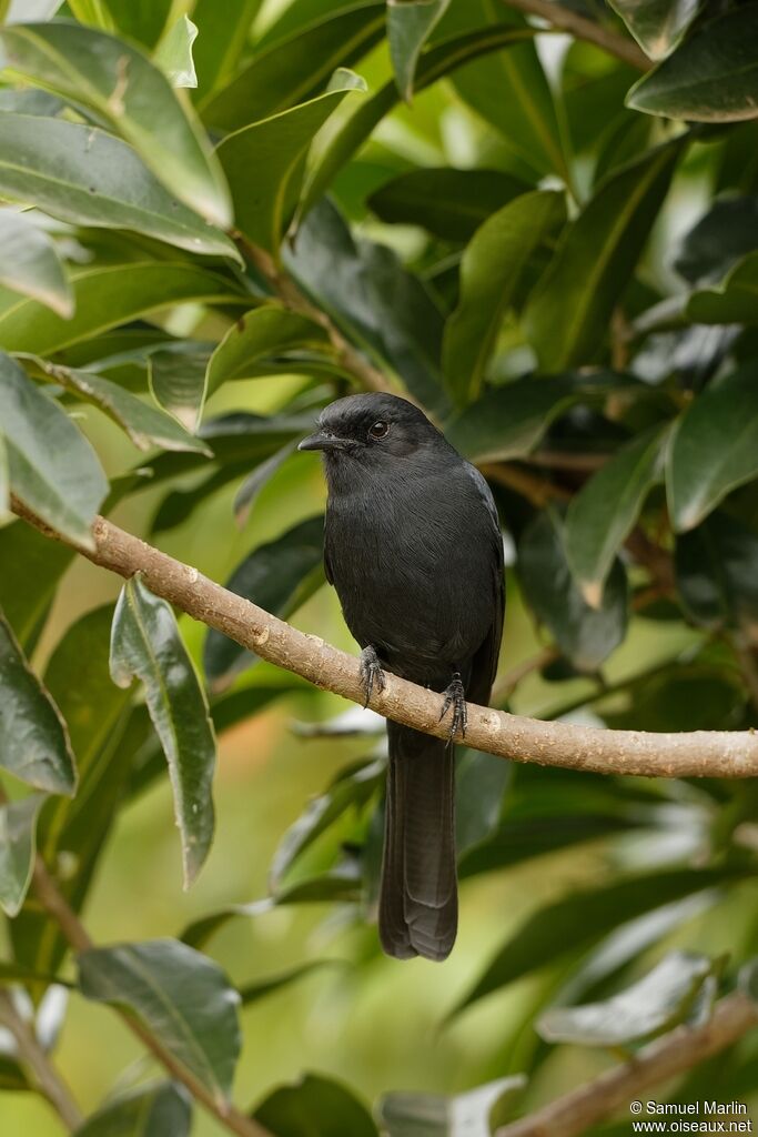 Northern Black Flycatcheradult