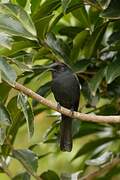 Northern Black Flycatcher