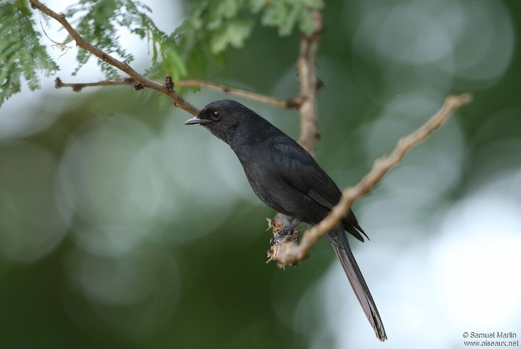 Northern Black Flycatcheradult