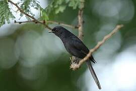 Northern Black Flycatcher