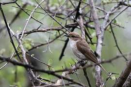 Marico Flycatcher