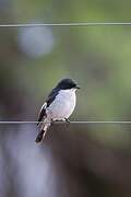 Fiscal Flycatcher