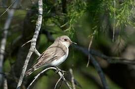 Spotted Flycatcher