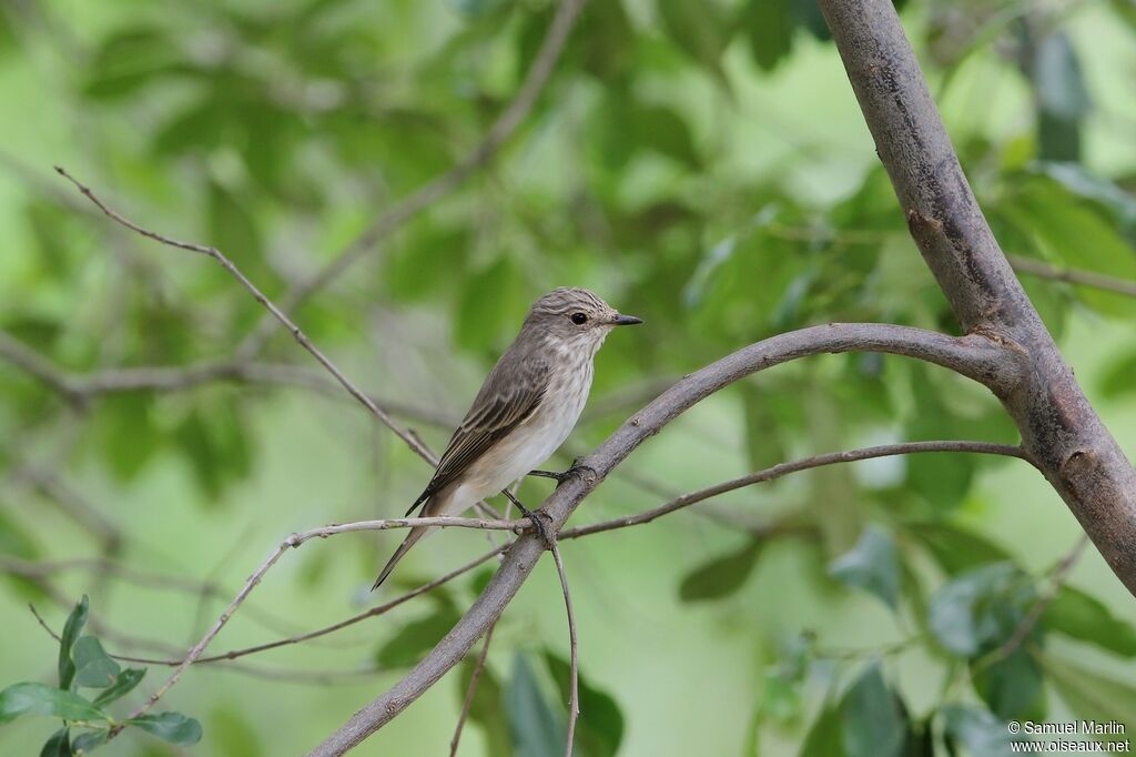 Spotted Flycatcheradult