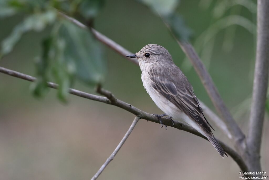 Spotted Flycatcheradult