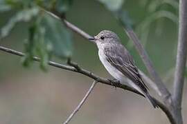 Spotted Flycatcher