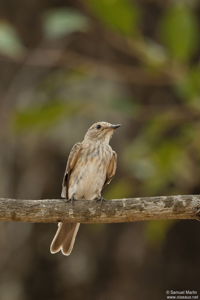 Spotted Flycatcheradult