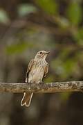 Spotted Flycatcher