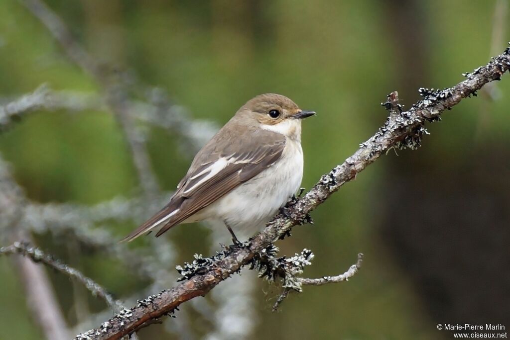 European Pied Flycatcher female adult