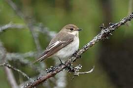 European Pied Flycatcher