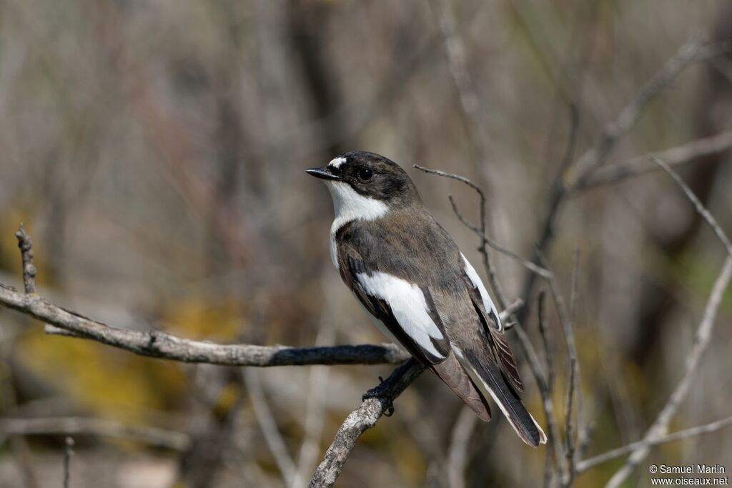 European Pied Flycatcher male adult