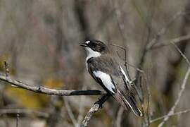 Gobemouche noir