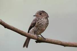 African Dusky Flycatcher