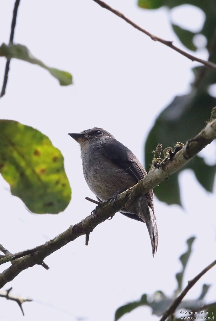 African Dusky Flycatcheradult