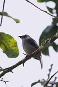 African Dusky Flycatcher