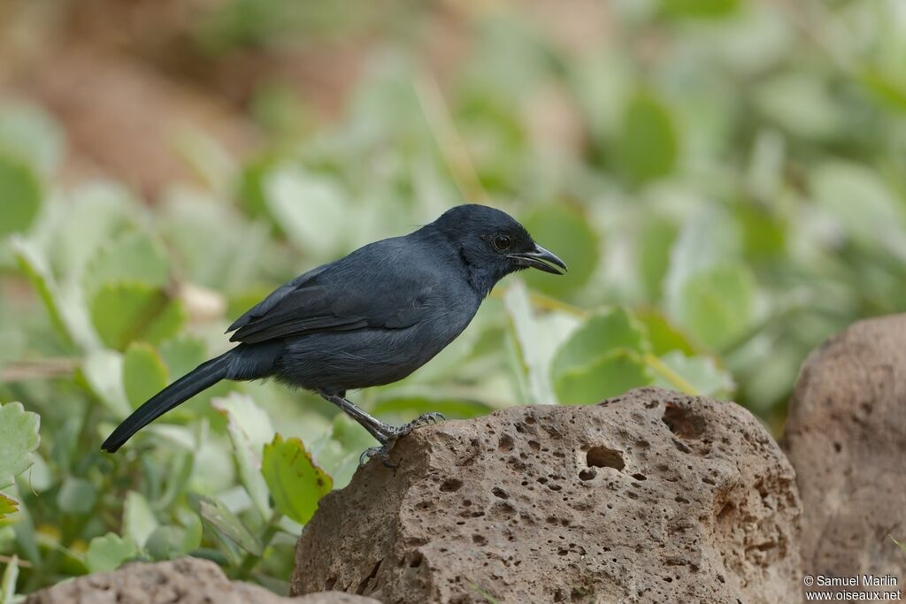 Southern Black Flycatcher