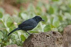 Southern Black Flycatcher