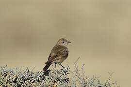 Chat Flycatcher